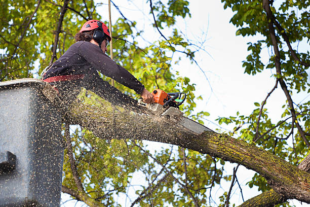 How Our Tree Care Process Works  in  Augusta, KS